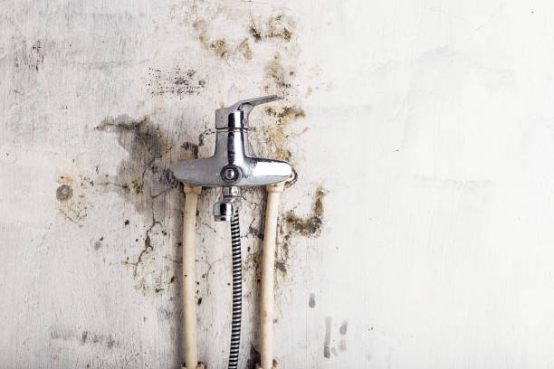 Best Residential Mold Removal  in Whitefish, MT
