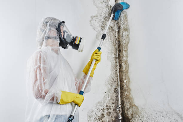 Attic Mold Removal in Whitefish, MT