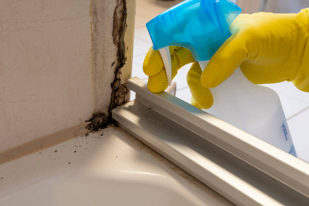 Best Commercial Mold Removal  in Whitefish, MT