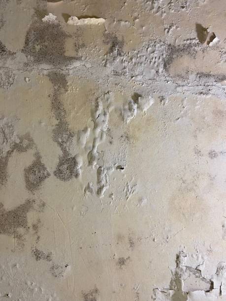 Best Mold Testing  in Whitefish, MT